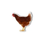Farm Camps logo